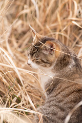 可愛い野良猫　キジトラ猫