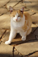 Naklejka na ściany i meble White ginger cat sitting on the street in autumn sunny day