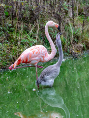 pink flamingo in the water