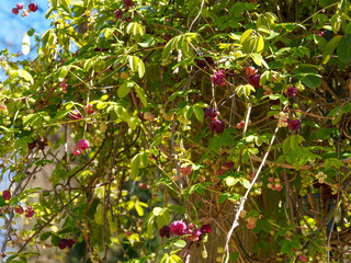 Akébie à cinq feuilles (Akebia quinata), arbuste d'ornement à tiges volubiles, feuillage vert à...