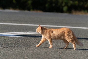 道路を渡る野良猫