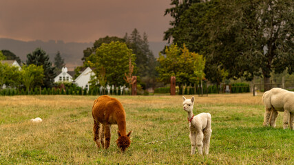 Obraz na płótnie Canvas Alpacas on a farm in Oregon