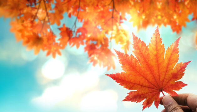 Beauty in Nature Concept. Sunny Day in Fall Season. Hand Raised up a Red Maple Leaf into the Sky. blurred Red, Yellow, Orange Foliages in Autumn as background
