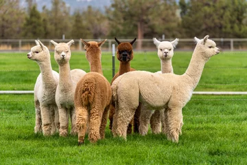 Fotobehang Alpaca& 39 s op een boerderij in Oregon © Wasim