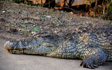 A huge crocodile resting on the shore of a hippo pool