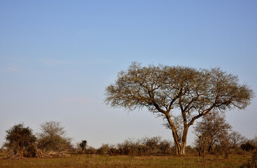 An Acacia tree on an African savannah in the Kruger Park