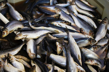 Industrial salting of herring. The herring is cooked in a saline solution.