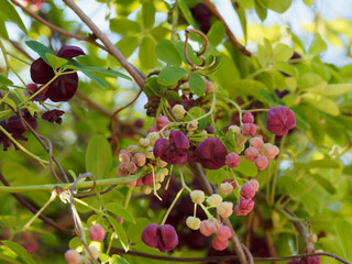 (Akebia quinata) Akébie à cinq feuilles plante grimpante d'ornement de treillis ou palissades aux grappes de fleurs rose-lilas et violacé pourpre 