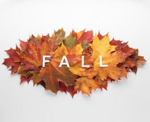 Heap pile of beautiful colored autumn maple leaves isolated on white background. Autumn, fall, thanksgiving day, nature concept. Flat lay, top view, copy space..