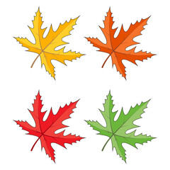 Maple leaves icon set isolated on white. Seasonal clipart in vivid colors. Yellow, orange, red, green, colours. Autumn vector foliage illustration. Colourful falling leaf collection.  Eps 10 .