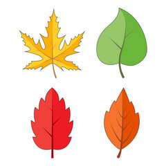 Autumn leaves set isolated on white. Colourful falling leaf collection. Yellow, orange, red, green, colours. Autumnal vector foliage illustration. Seasonal clipart in vivid colors. Eps 10 design.