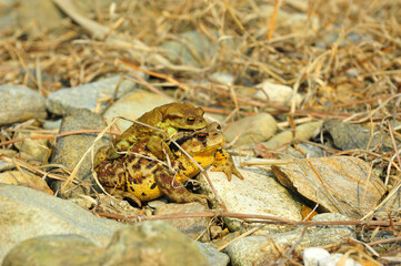 Asian toad and  young toad