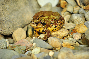 Asian toad and  young toad