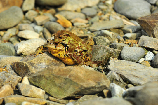 Asian toad and  young toad