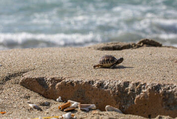  small sea turtle washed ashore in a storm with garbage horizontal format