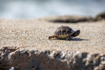  small sea turtle washed ashore in a storm with garbage horizontal format