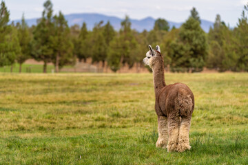 Alpacas on a farm in Oregon