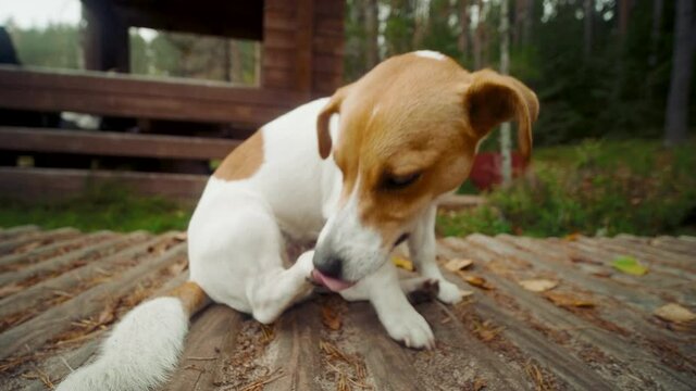 Dog jack russell terrier lies and scratch his ears on the wooden ground