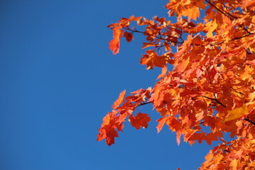 Bright multicolored maple foliage illuminated by the sun