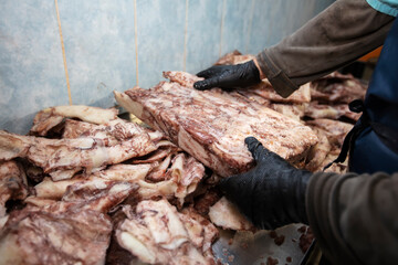 Gloved hands sort the frozen squid. Fishing industry.