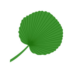 The palm leaf. Isolated on a white background. Vector illustration.