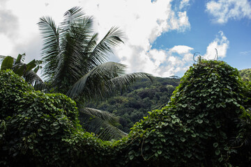 Fototapeta na wymiar tropical trees in the forest