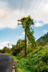 ivy covered old wooden telegraph pole