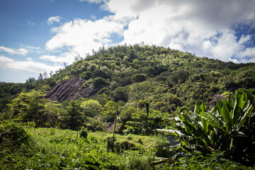 Fototapeta na wymiar mountain jungle forest