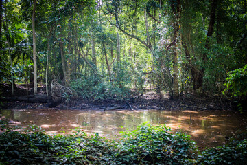 Fototapeta na wymiar tropical swamp in the jungle