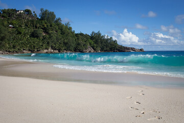 beach with trees