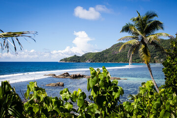 beach with palm trees