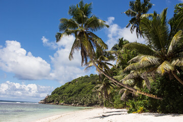 beach with palm trees