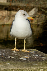 Lesser black-backed gull, Larus fuscus, seabird resting