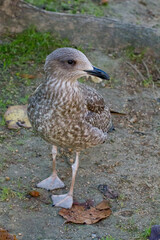 Lesser black-backed gull, Larus fuscus, juvenile seabird