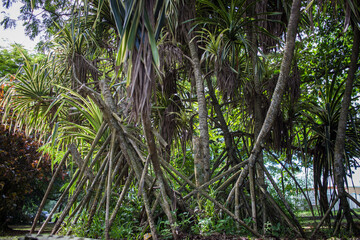palm trees in the forest