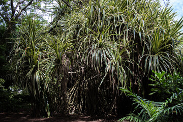 tropical forest