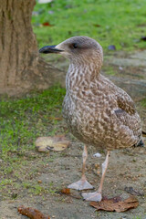 Lesser black-backed gull, Larus fuscus, juvenile seabird