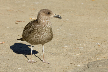 Lesser black-backed gull, Larus fuscus, juvenile seabird