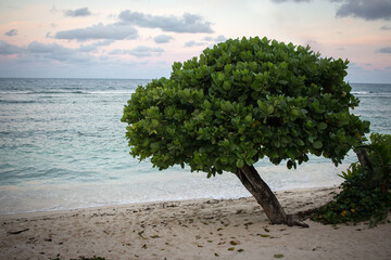 tree on the beach