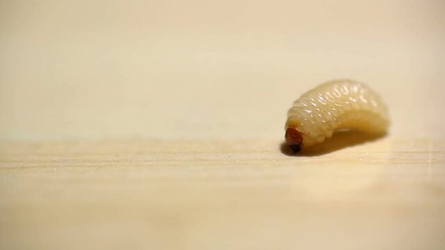 Macro shoot larva of anobiidae crawl on wood floor. Pest inect animal