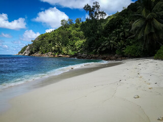 beach with palm trees