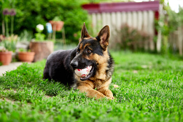 German shepherd lying on the grass in the park. Portrait of a purebred dog. Looking in the camera. German Shepherd on the grass, dog in the park, dogs portrait