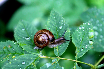 snail on a green leaf with raindrops