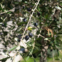 Olives in various stages of ripening. Soft focus background