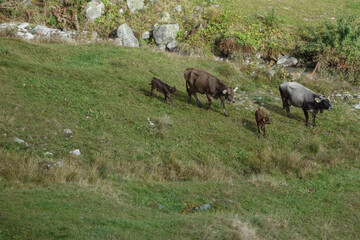 Herbst in Graubünden in der Schweiz