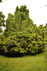 The lush rainforest and jungle landscapes of St Vincent And the Grenadines islands, Caribbean Ocean