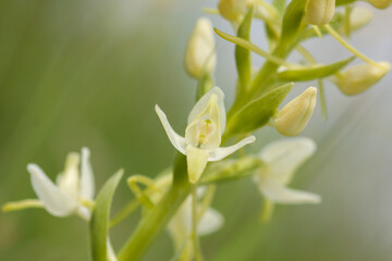 The lesser butterfly-orchid (Platanthera bifolia) blooming in greenish white blooms