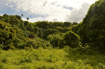 The lush rainforest and jungle landscapes of St Vincent And the Grenadines islands, Caribbean Ocean