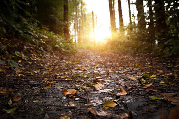 Herbstsonne scheint durch den Wald