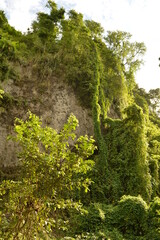 The lush rainforest and jungle landscapes of St Vincent And the Grenadines islands, Caribbean Ocean